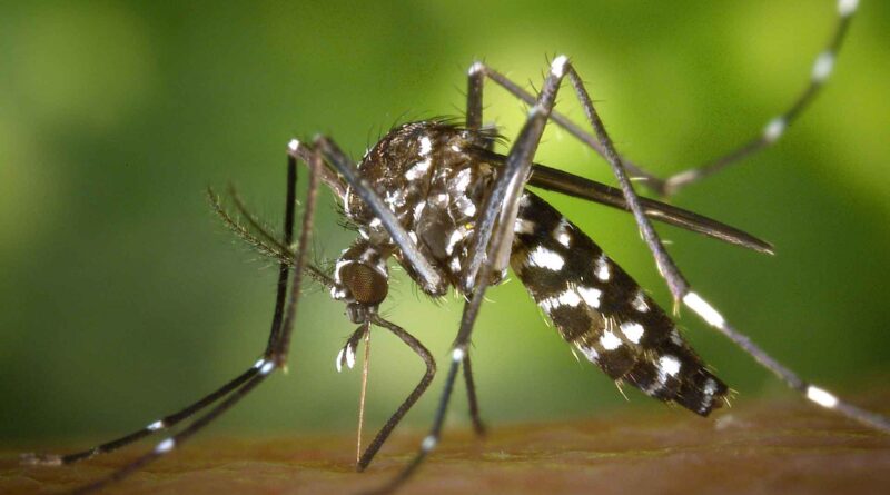 Mosquito-borne diseases has threaten World Mosquito-borne diseases has threaten World